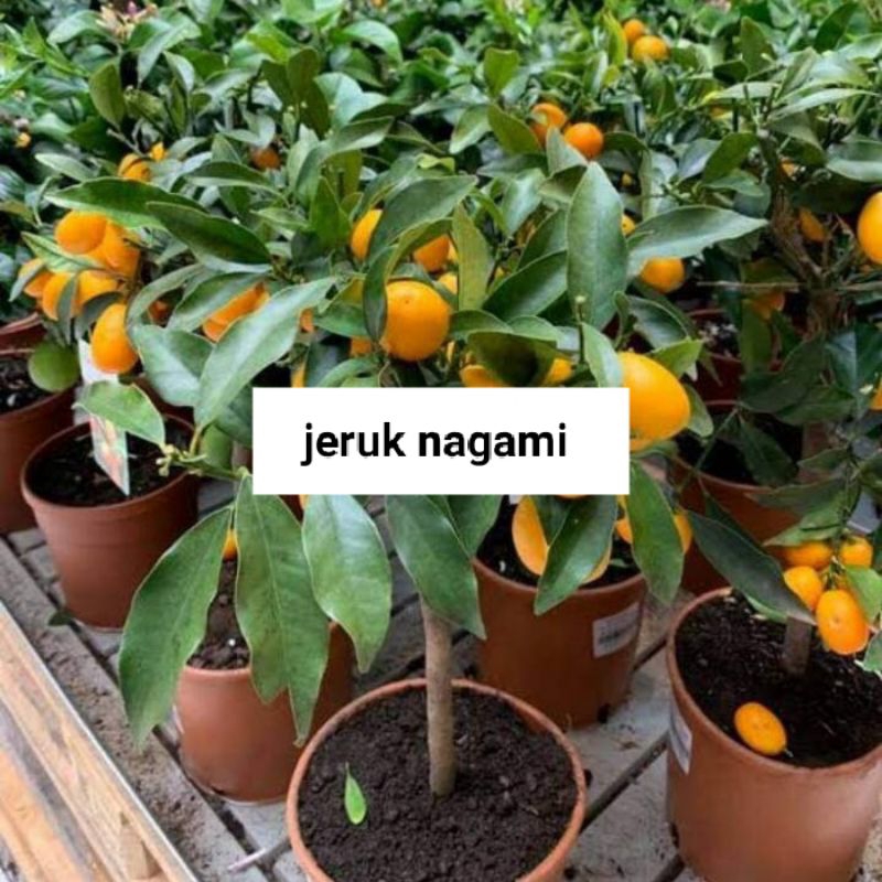 

jeruk nagami berbuah