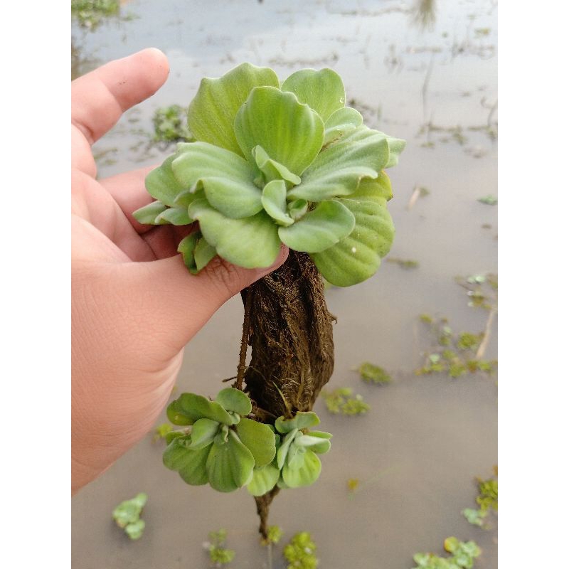 Raflezia Satu Paket 20 Frogbit 20 Apu Apu 5 Enceng Gondok 10 Silviana Molista