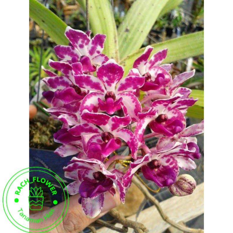 ( BISA COD ) Bunga Anggrek Cymbidium retusa ( pink putih ) - Tanaman Hias Hidup - Bunga hidup - Bung