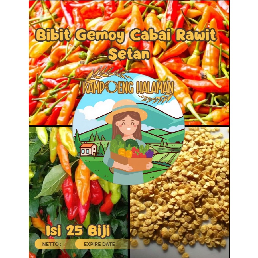 Bibit Gemoy Cabai Rawit Setan |Benih Cabe Setan|Cabai Rawit