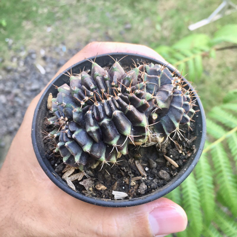 Kaktus Gymno Miha Kristata Hybrid