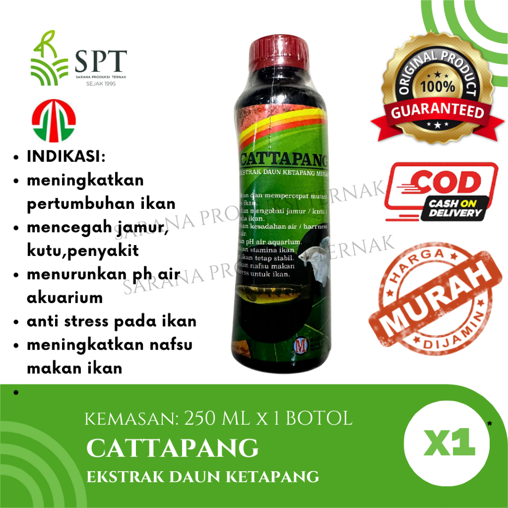 DAUN KETAPANG CATTAPANG 250 ML EKSTRAK DAUN KETAPANG MERAH EXTRAKS DAUN KETAPANG MERAH MENURUNKAN PH