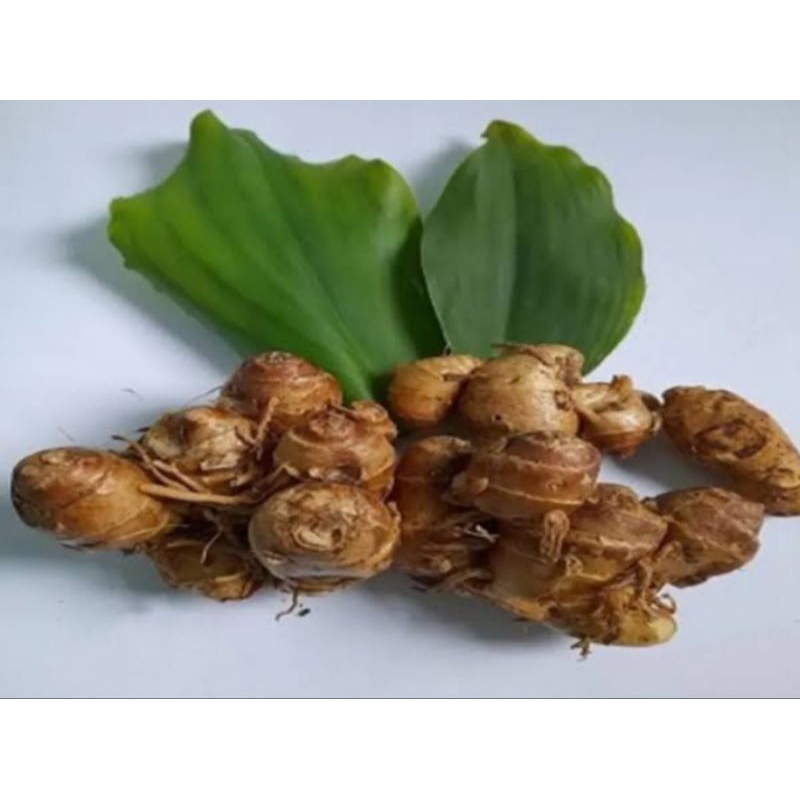 

REMPAH - Jahe / Kunyit / Kencur / Lengkuas