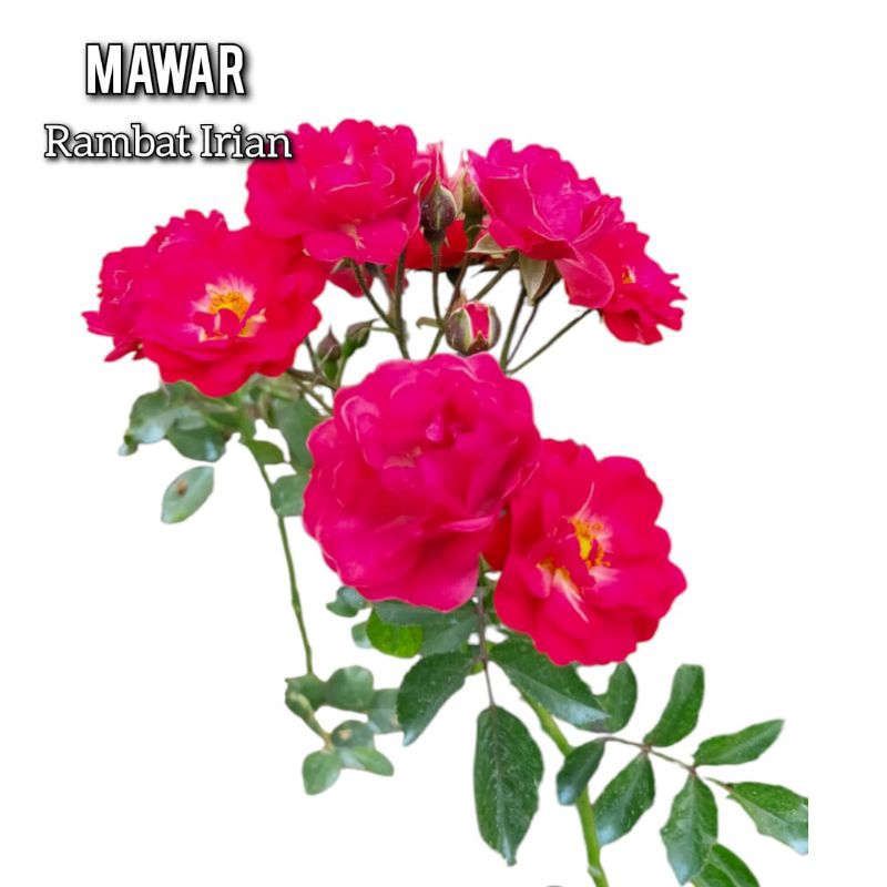 Tanaman Mawar Rambat Irian