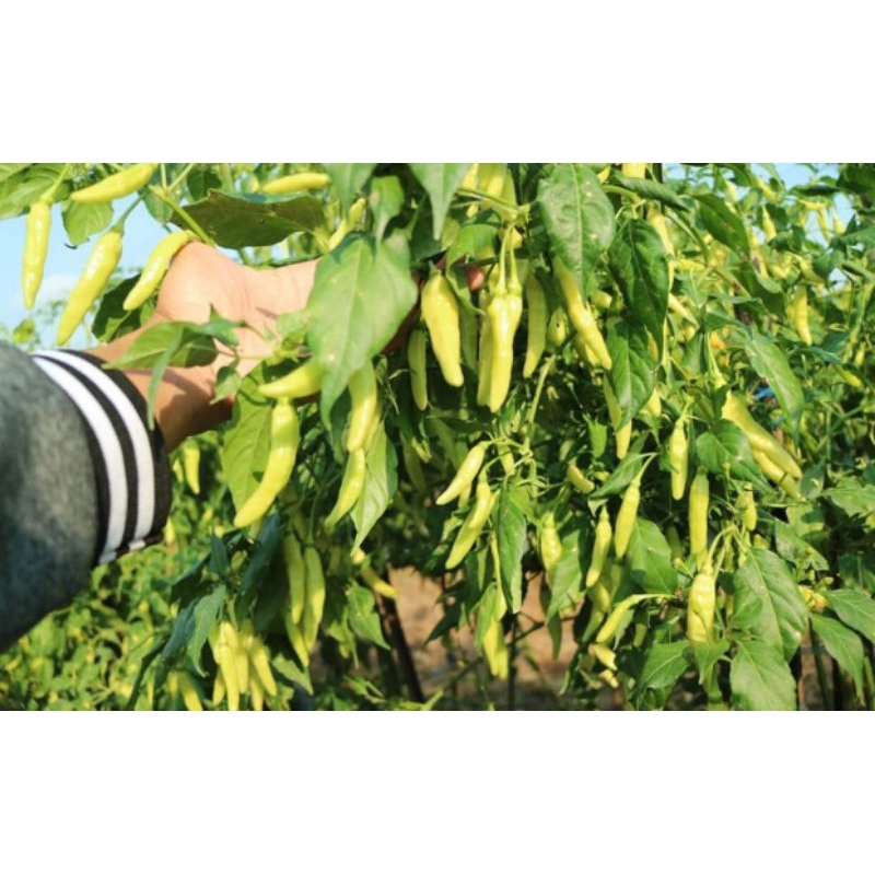 

PROMO 100 BUTIR BENIH CABE KUALITAS A1