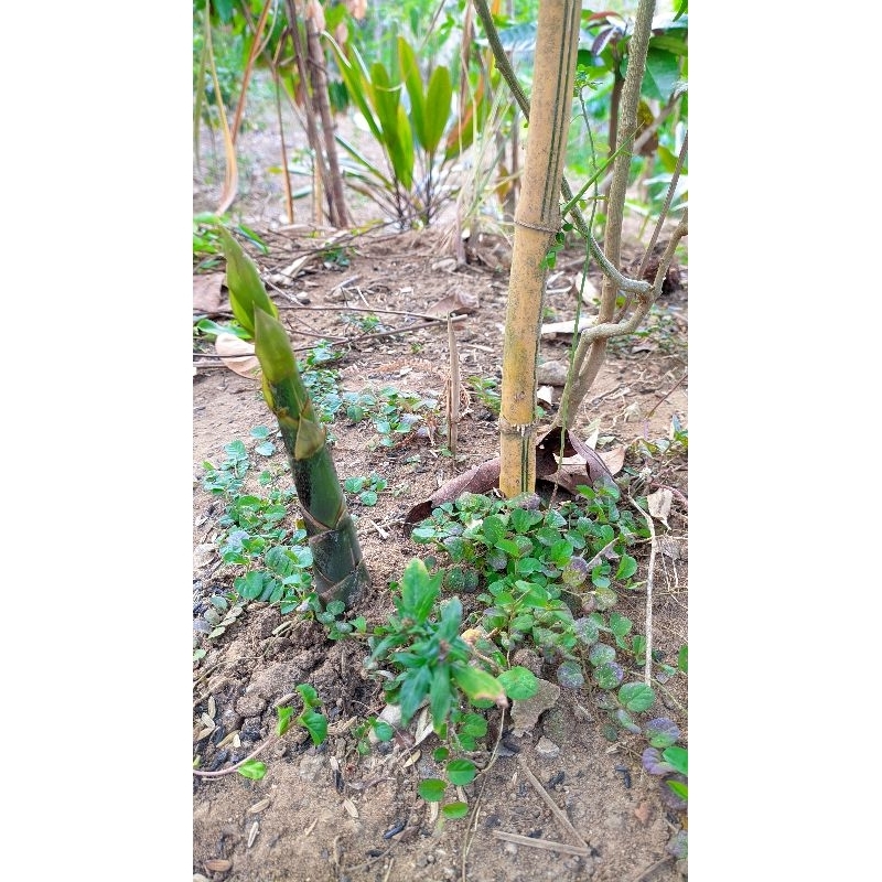 

Rebung Bambu Kuning Kecil