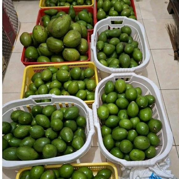 

Buah Alpukat Mentega Super Kota Semarang