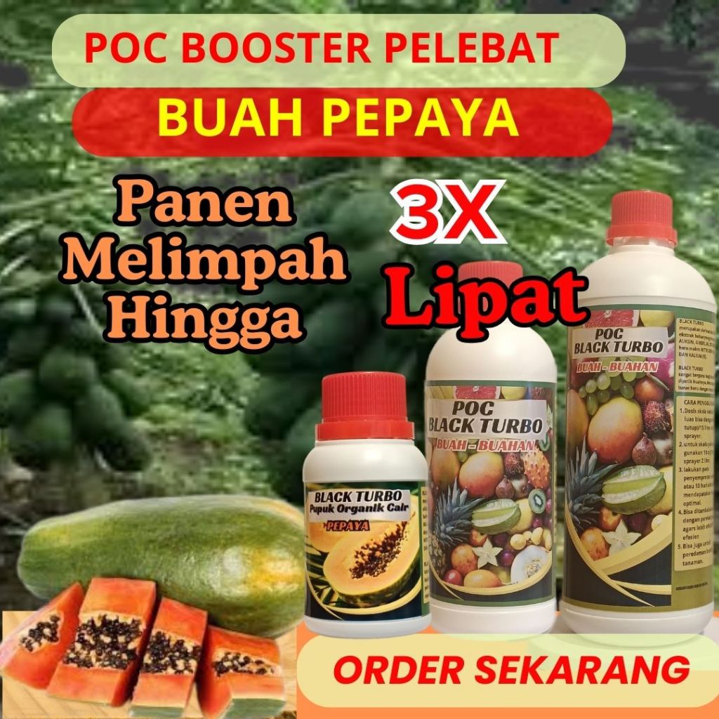 Pupuk Buah Pepaya | Pupuk Pepaya California | Pupuk Pepaya Biar Berbuah Lebat | Pupuk Pepaya Cepat B