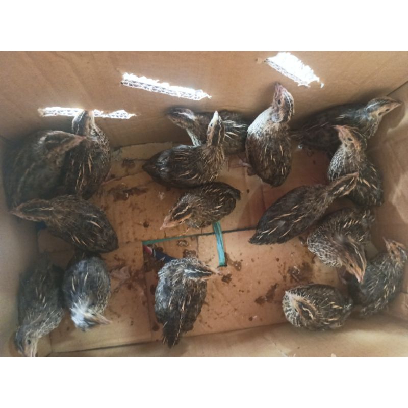 Puyuh Jantan - Burung puyuh - Puyuh Pedaging - Bibit Puyuh