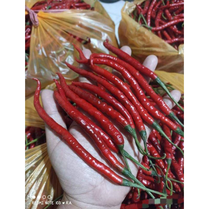 

Cabe keriting fresh