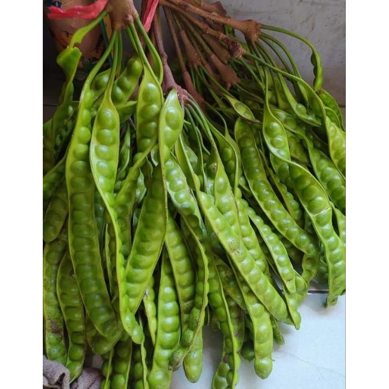 

Petai Super Segar dan Besar