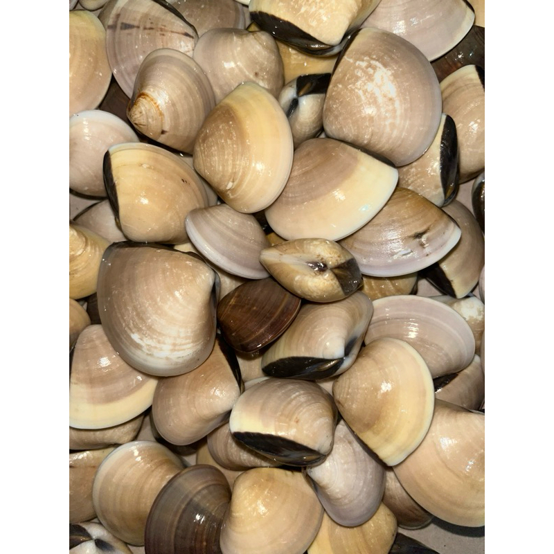 

Kerang tahu fresh | kerang tahu termurah | Seafood | 1kg