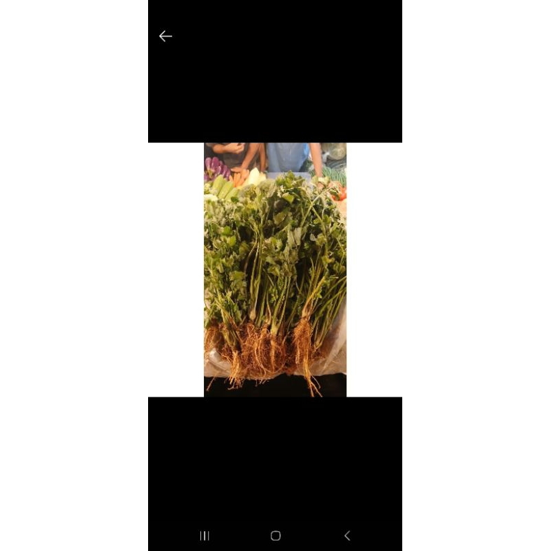 

daun sadri/seldri local 500grm grm promo