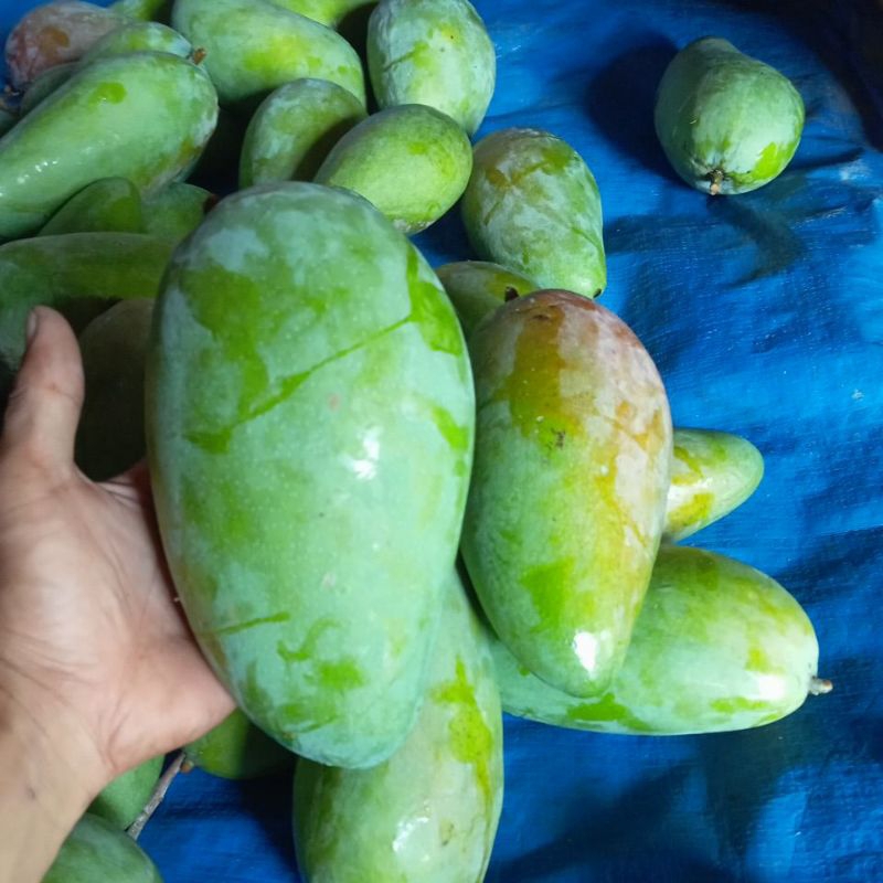 

Mangga kiojay asli manis kemasan 3 biji.