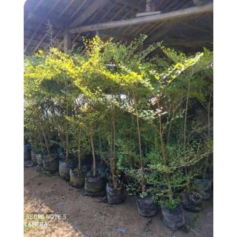 bibit Ketapang kencana ukuran 1, 5meter