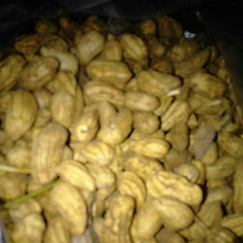 

Bahan Kacang tanah Kulit Mentah