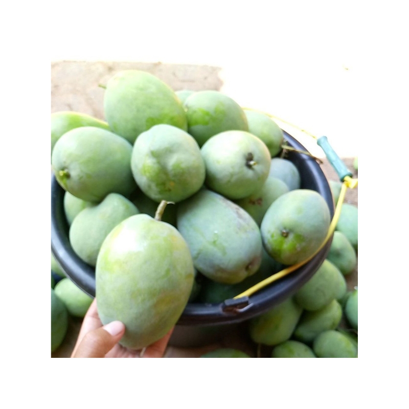 

mangga aromanis