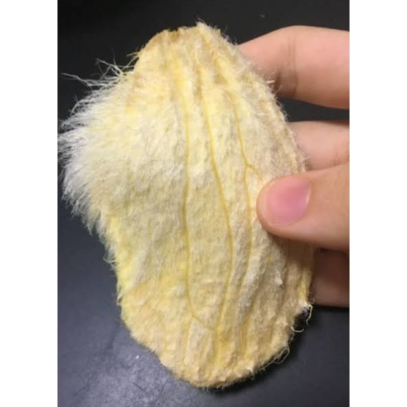 

biji mangga siap semay