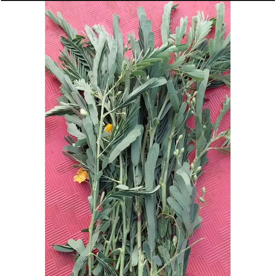 

Daun Jayanti Segar Alami Di Petik Langsung Saat Order Masuk