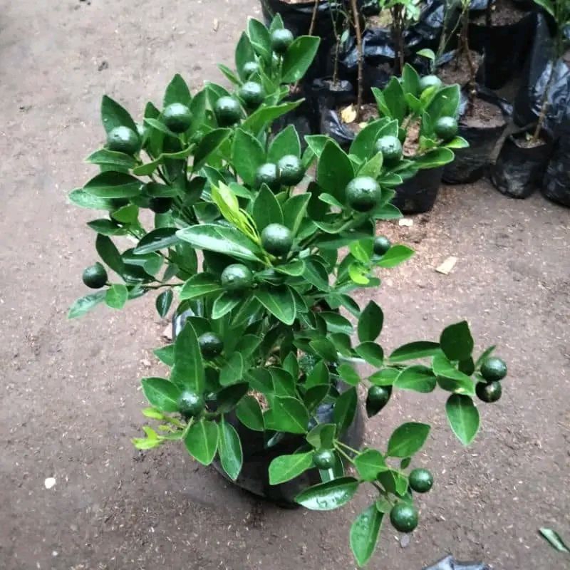 Bibit Jeruk Santang hijau super manis