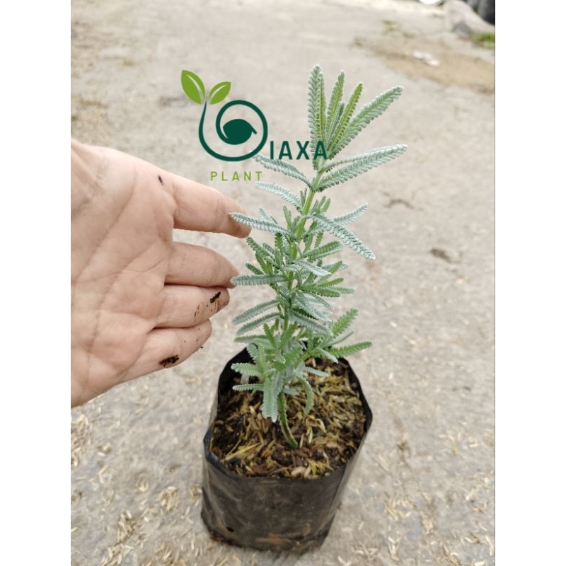 Tanaman Lavender French Prancis Lavandula Dentata Ukuran Besar Small Size Dengan Media Tanam