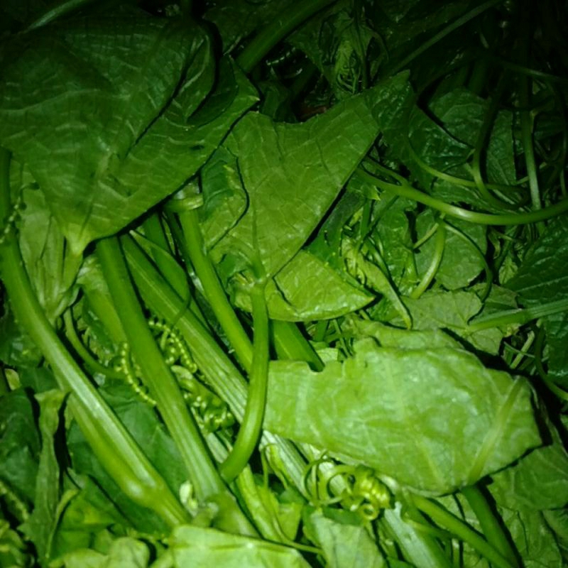 

Sayur Pucuk Labu Siam perikat