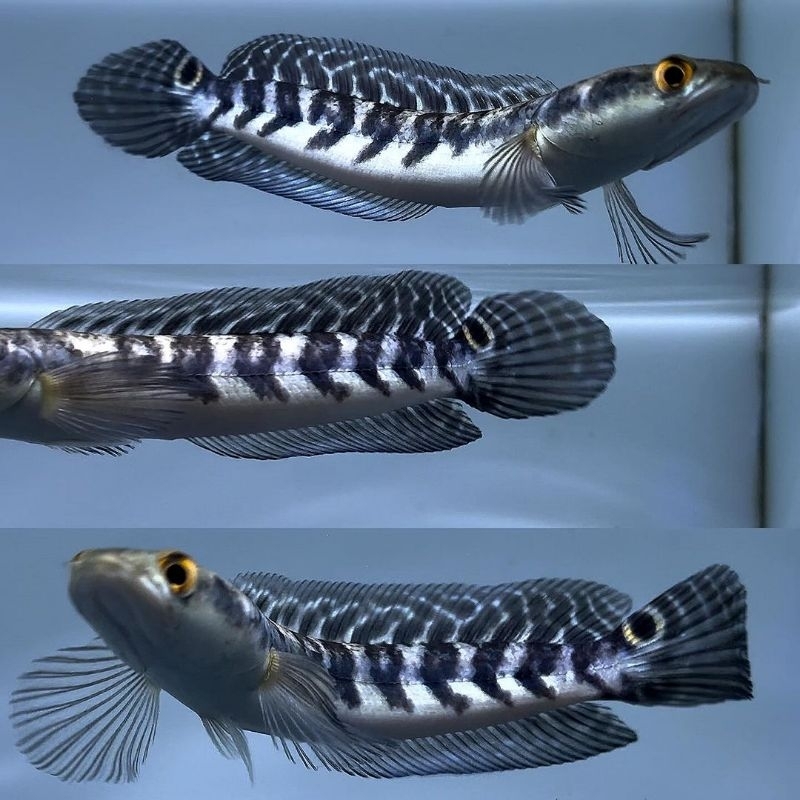 [Termurah] Yellow Sentarum/Maru YS Batik/YS Atau ikan size 5-25cm