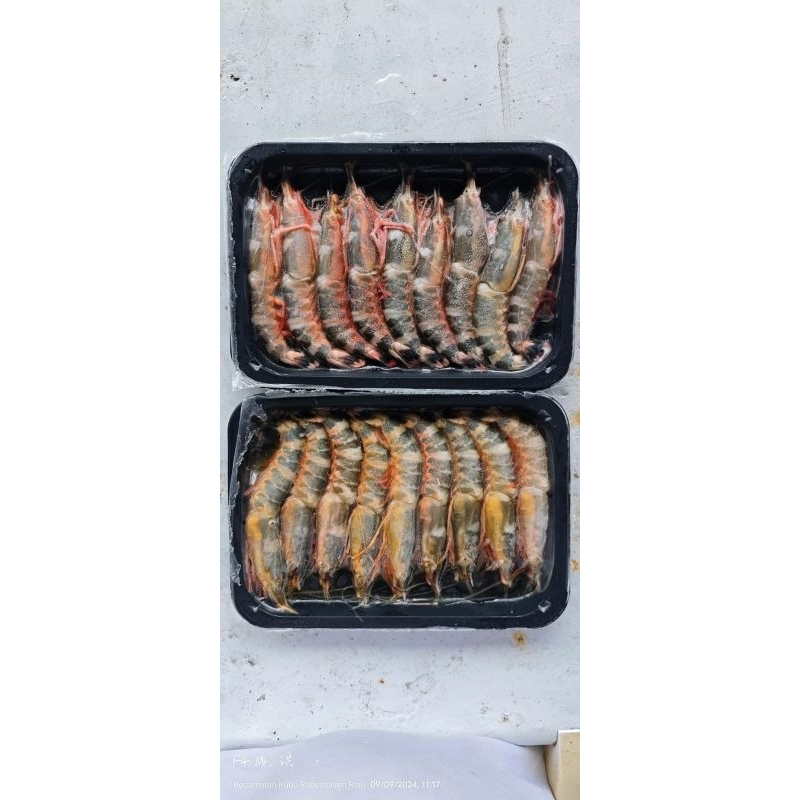 

udang red tiger