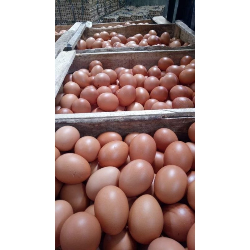 

Telur Ayam Negeri per 1kg