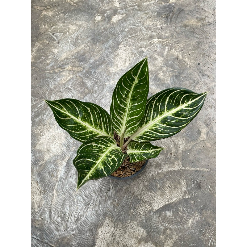 aglaonema pride of sumatra white