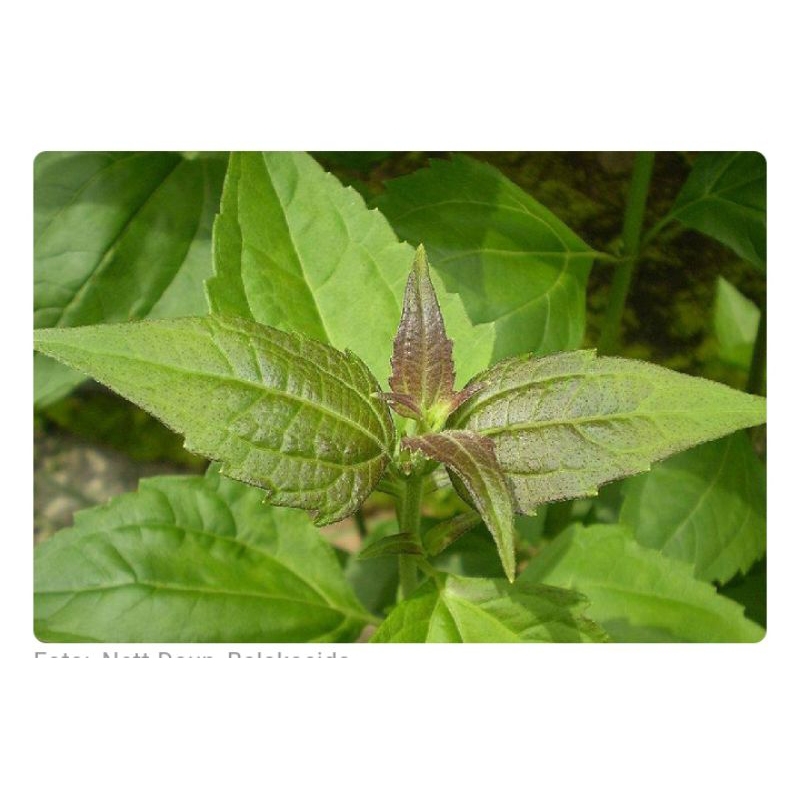 

Daun kirinyuh (Balakacida) segar langsung dari pohon 110 biji