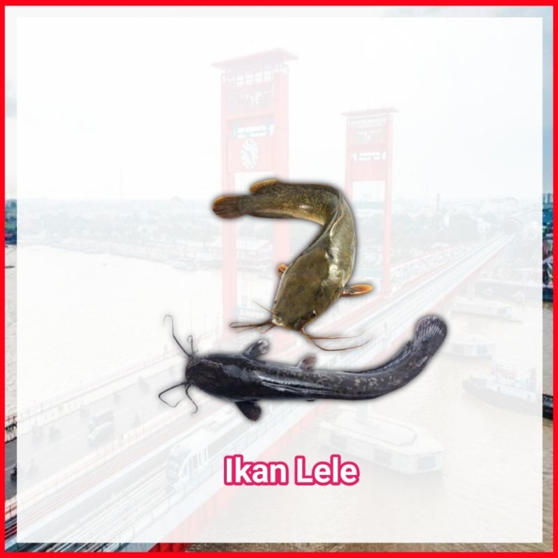 

Ikan lele Biasa/Sawah Fresh Palembang