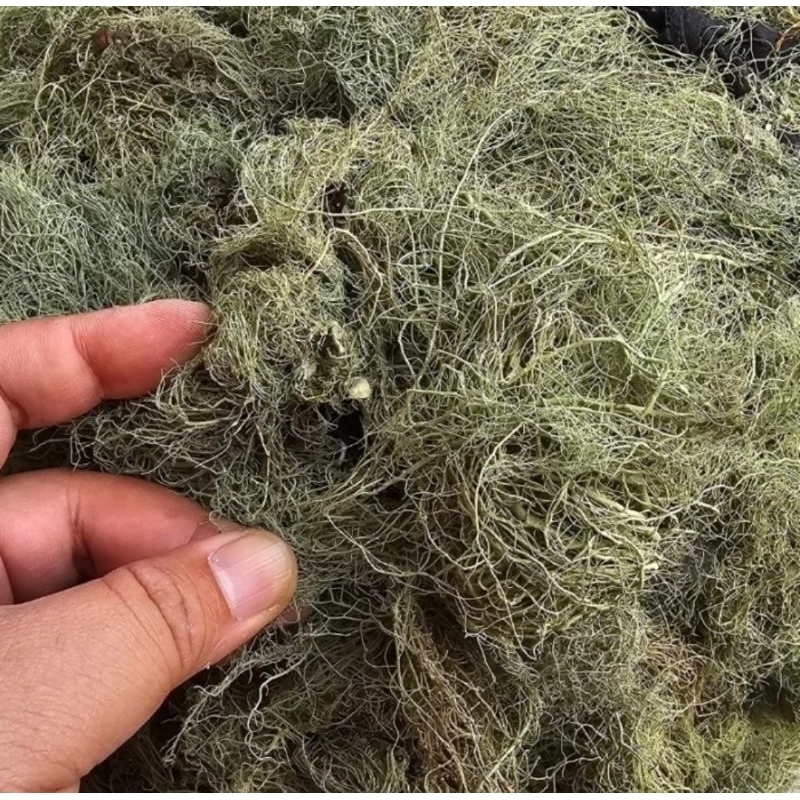 Herbal Kayu Angin - Rasuk Angin - Akar Angin