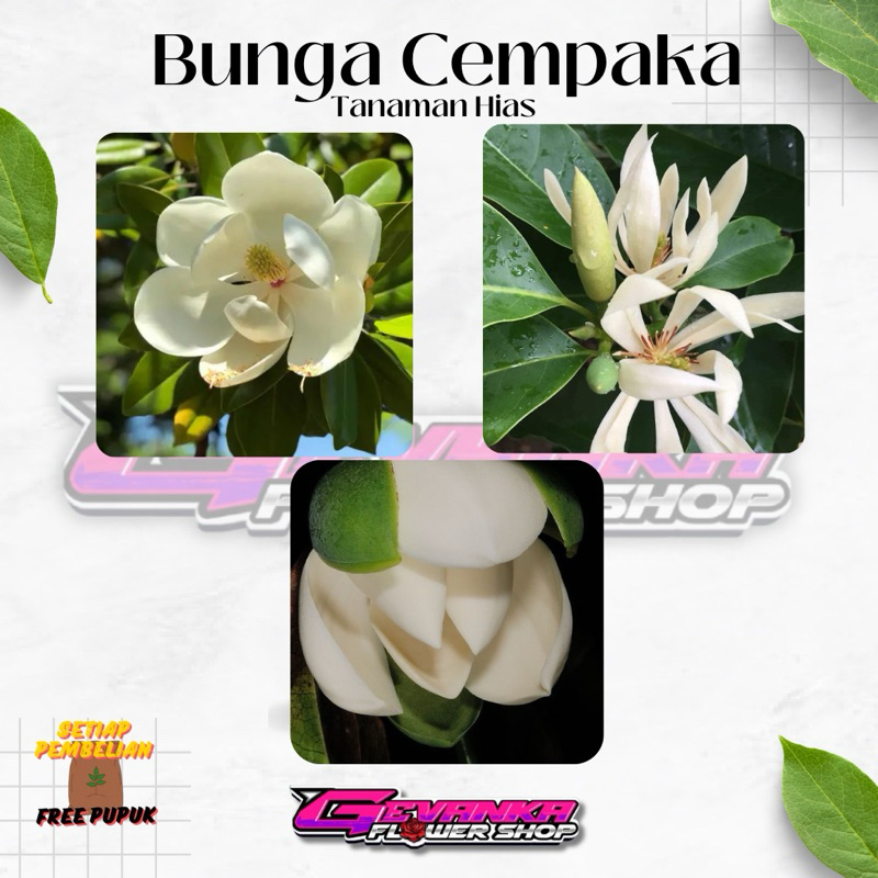 Tanaman Hias Bunga Cempaka - Bunga Cempaka - Bibit Bunga Cempaka - Bibit Cempaka