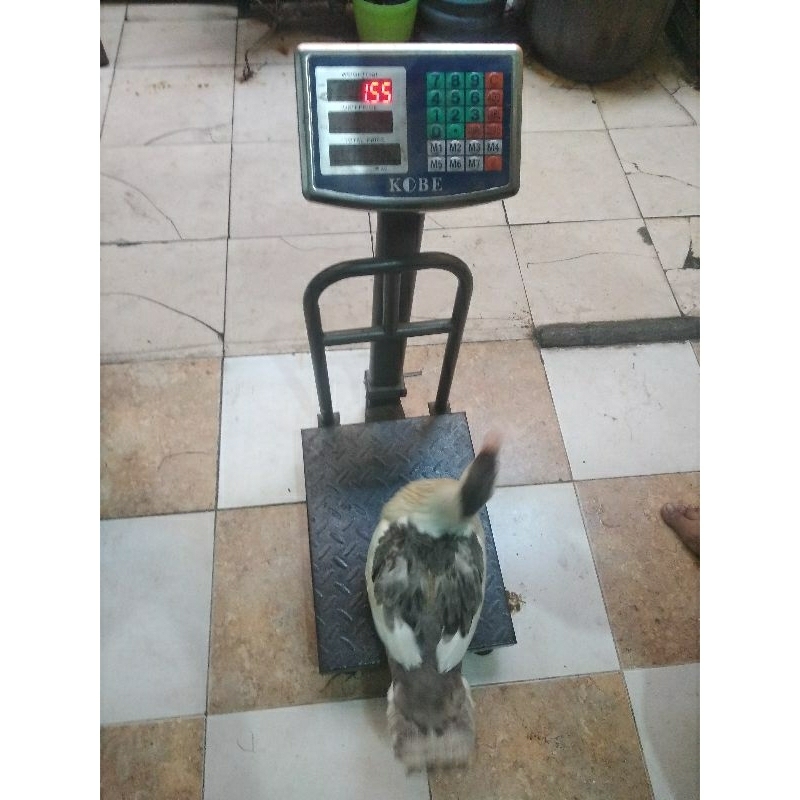 

entok potong utuh fresh