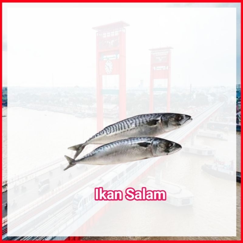 

Ikan Salam Fresh Palembang