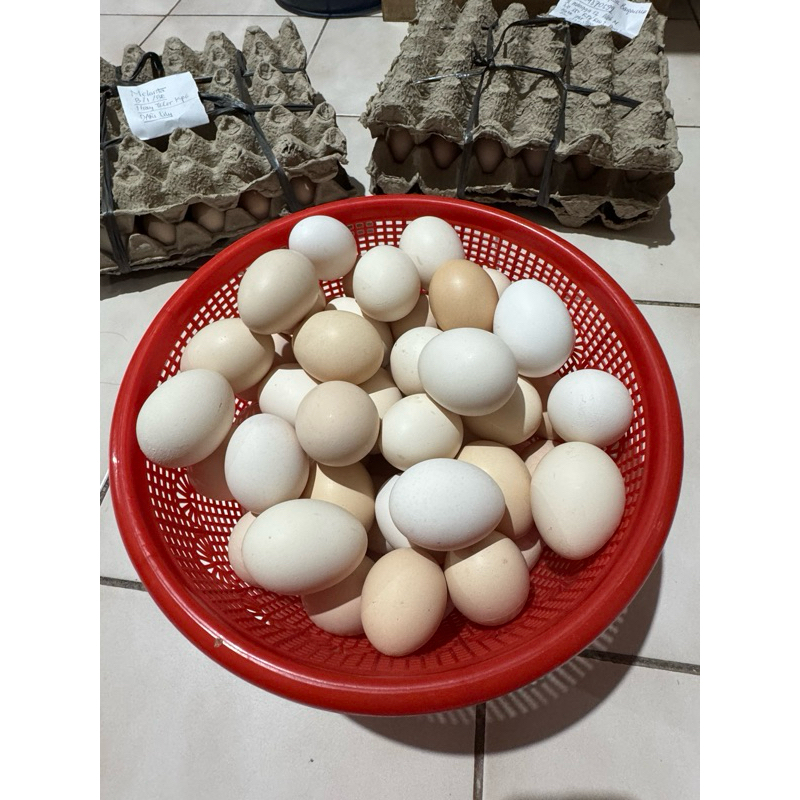 

telur ayam kampung organik omega