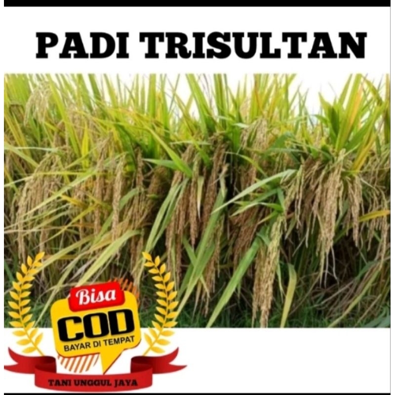 BENIH BIBIT BIJI PADI SUPER TRISULTAN KUWALITAS UNGGUL PER 5 KG