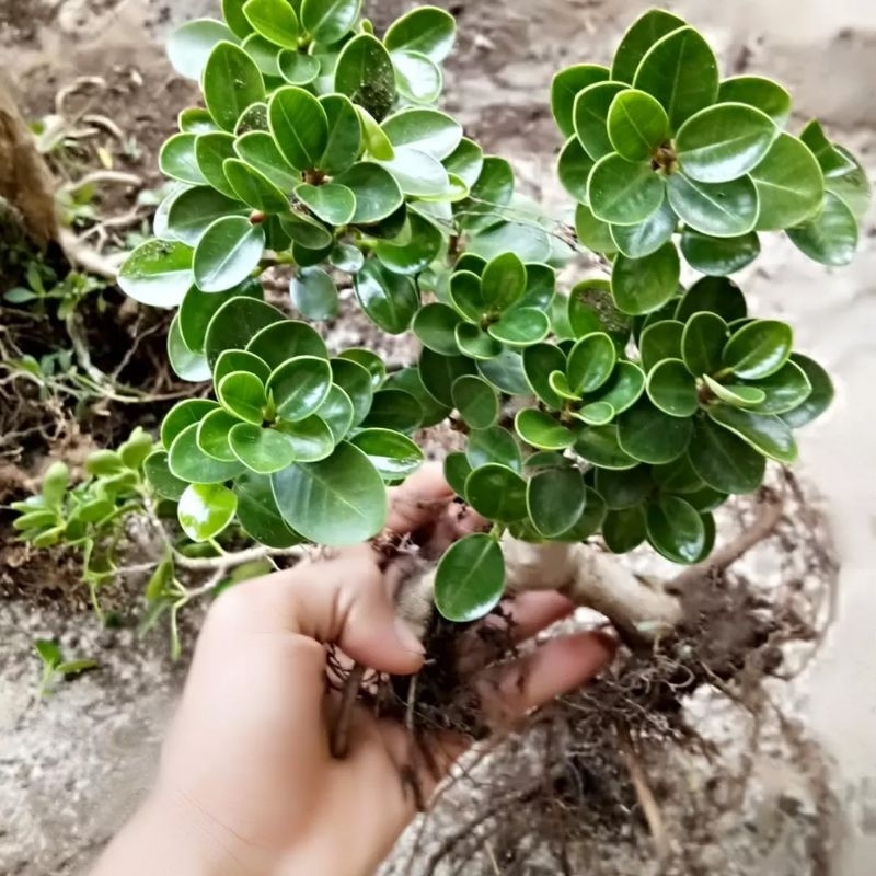 Dolar mangkok super micro