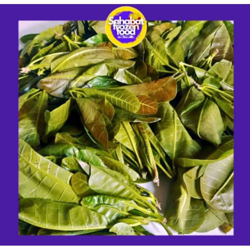 

INSTAN KHUSUS CO MALAM Pucuk jambu monyet