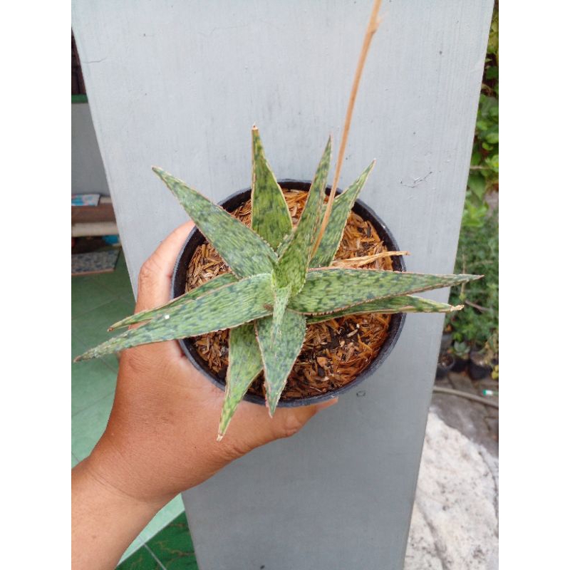 Aloe tct hibrid