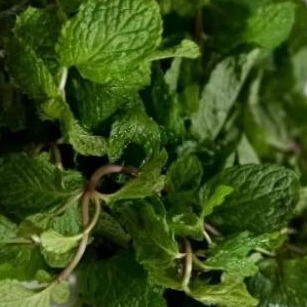 

daun mint fresh segar