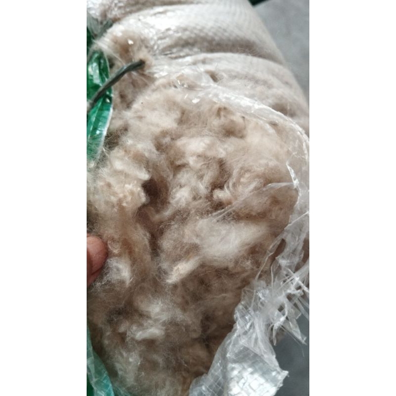 kapuk randu asli kiloan organik,kapuk tanpa biji