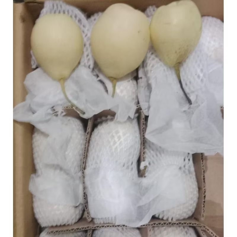 

Indukbuah Buah Pear Yalie 1kg