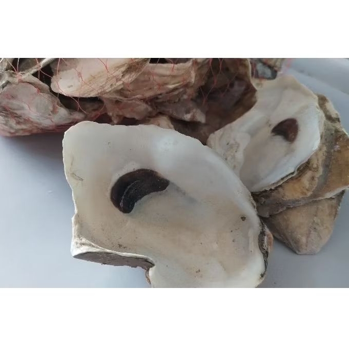Oyster / Oyster Shell / Media filter oyster great / kulit kerang tiram media filter