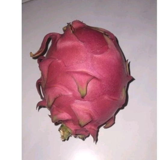 

Flushout Buah Naga Lokal