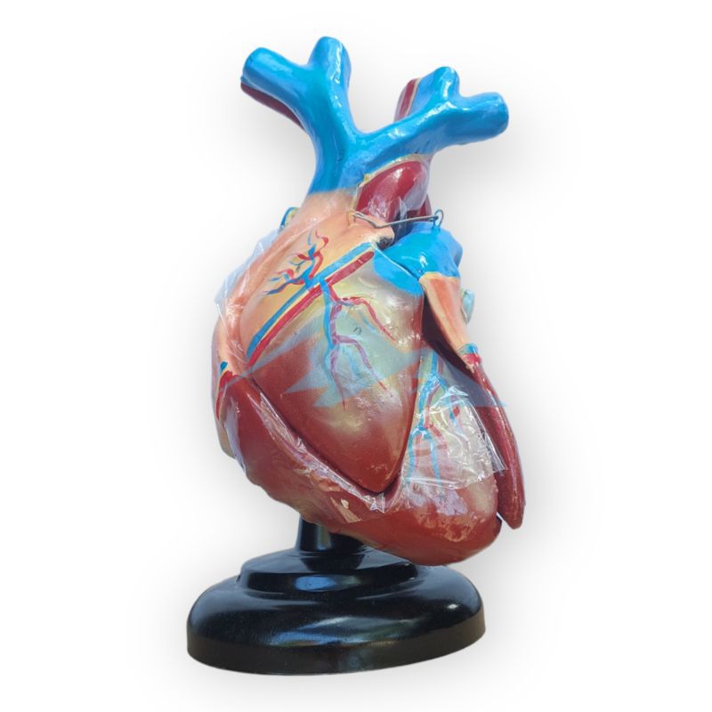 

Alat Peraga Pendidikan Anatomi Torso Model Jantung