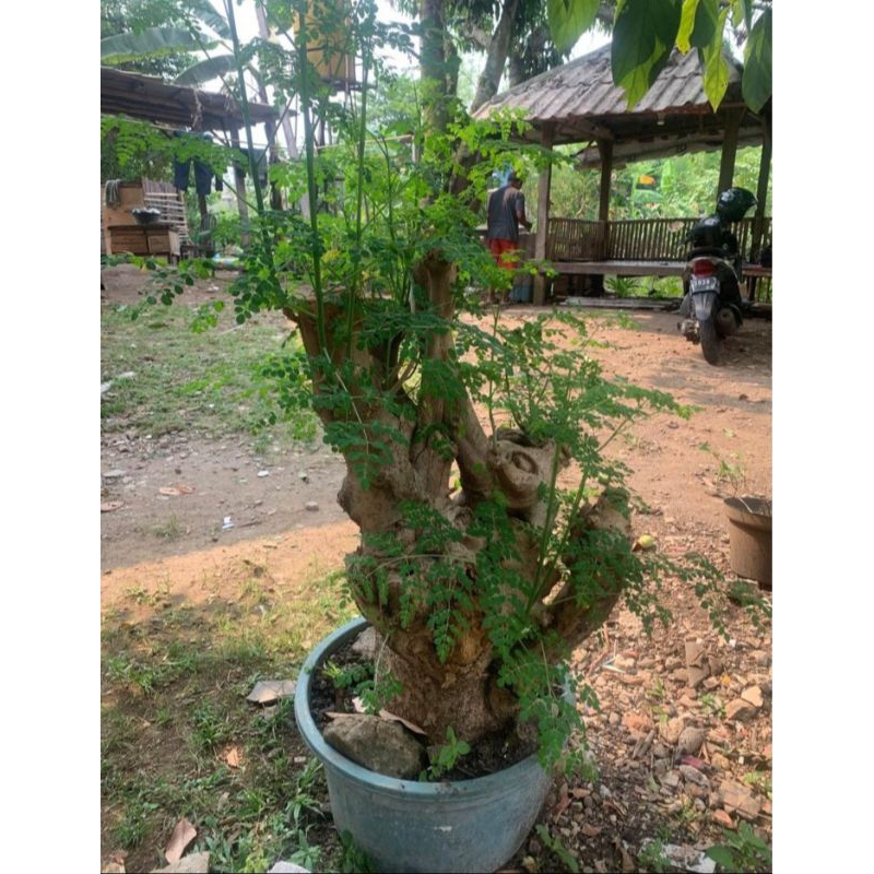 Pohon kelor bonggol tua pohon kelor bonggol kelor