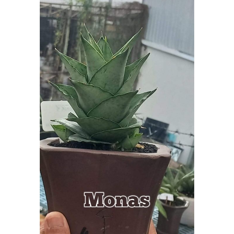 Sansivera Hybrid "MONAS"