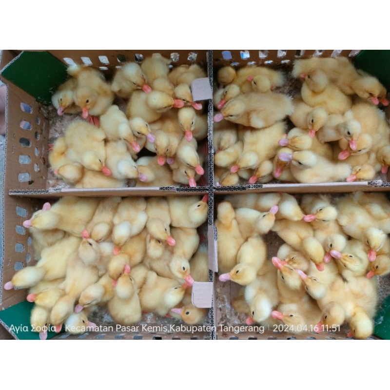 DOD anak bebek Peking (harga/ekor)